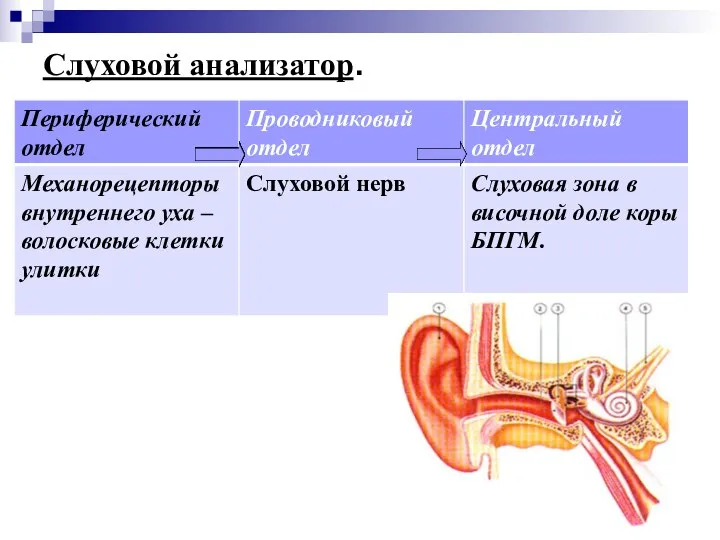 Слуховой анализатор. Периферический отдел Центральный отдел