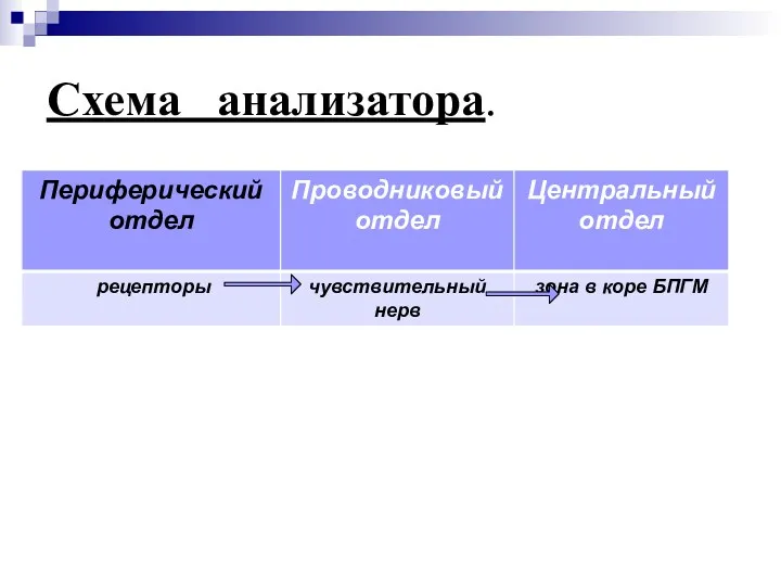 Схема анализатора. Периферический отдел Центральный отдел