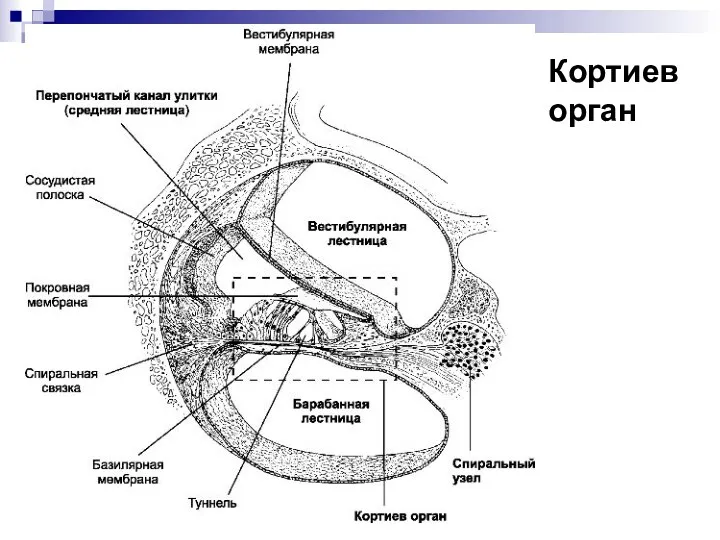 Кортиев орган