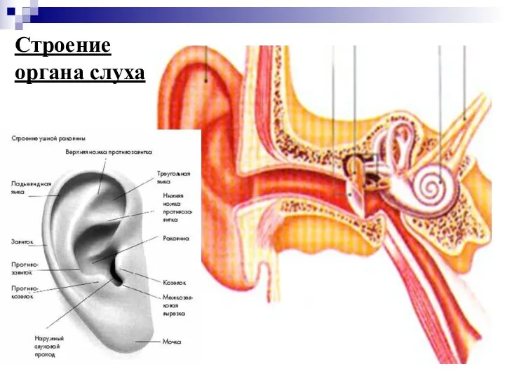 Строение органа слуха