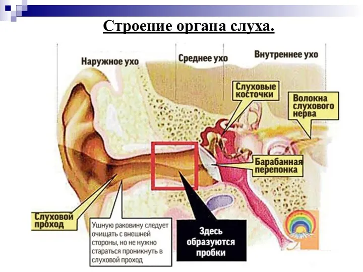 Строение органа слуха.