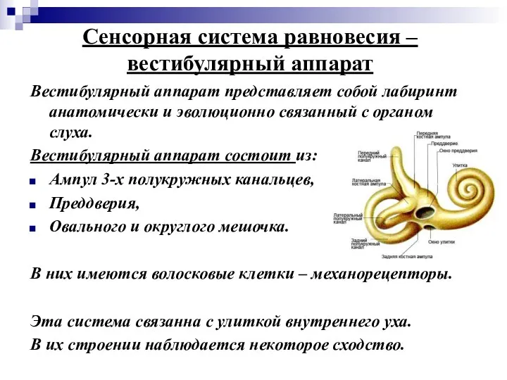 Сенсорная система равновесия – вестибулярный аппарат Вестибулярный аппарат представляет собой