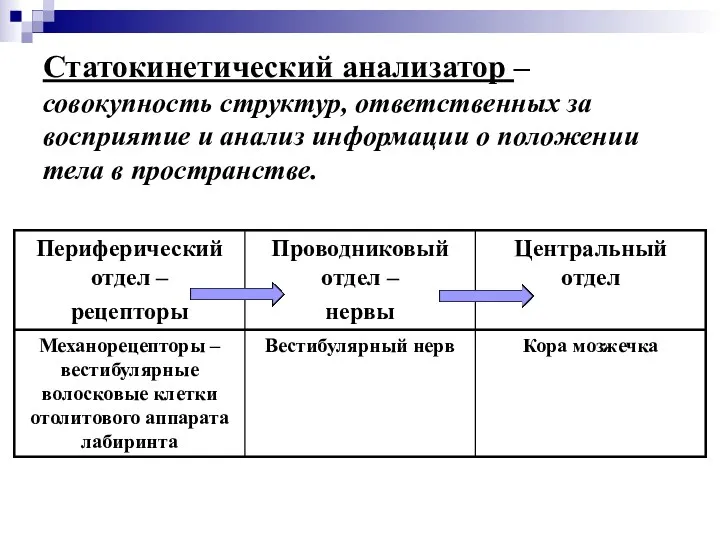 Статокинетический анализатор – совокупность структур, ответственных за восприятие и анализ информации о положении тела в пространстве.