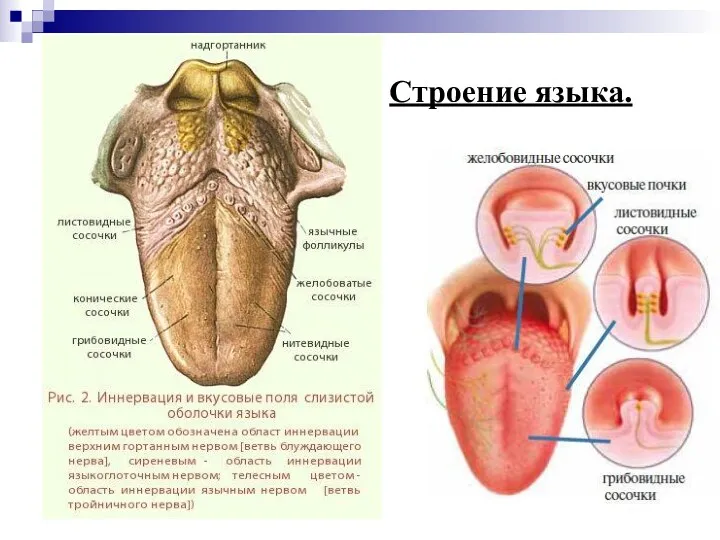 Строение языка.