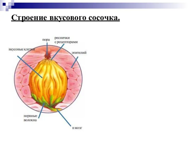 Строение вкусового сосочка.