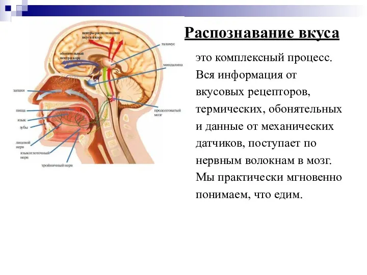 Распознавание вкуса это комплексный процесс. Вся информация от вкусовых рецепторов,