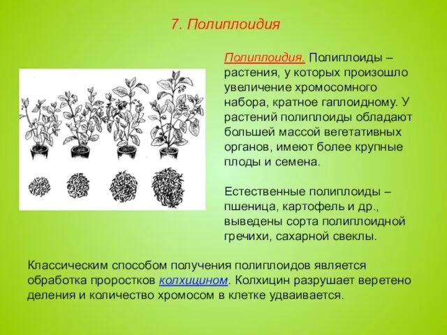 Полиплоидия. Полиплоиды – растения, у которых произошло увеличение хромосомного набора,