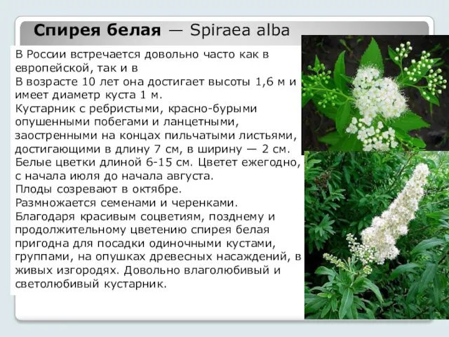 Спирея белая — Spiraea alba В России встречается довольно часто