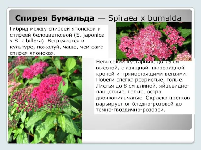 Спирея Бумальда — Spiraea x bumalda Гибрид между спиреей японской