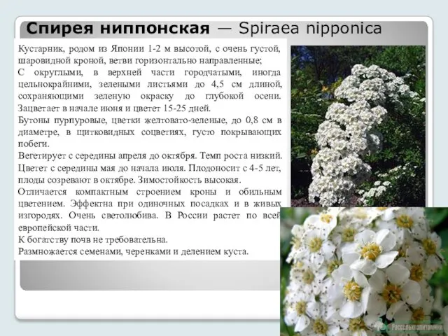 Спирея ниппонская — Spiraea nipponica Кустарник, родом из Японии 1-2