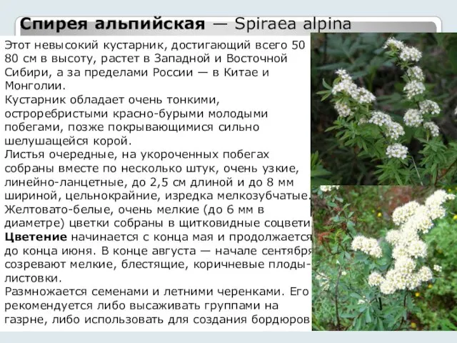 Спирея альпийская — Spiraea alpina Этот невысокий кустарник, достигающий всего