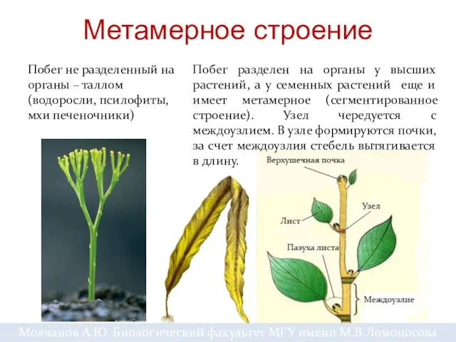 Метамерное строение Побег не разделенный на органы – таллом (водоросли, псилофиты, мхи печеночники)
