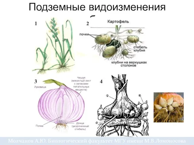 Подземные видоизменения побегов Молчанов А.Ю. Биологический факультет МГУ имени М.В.Ломоносова