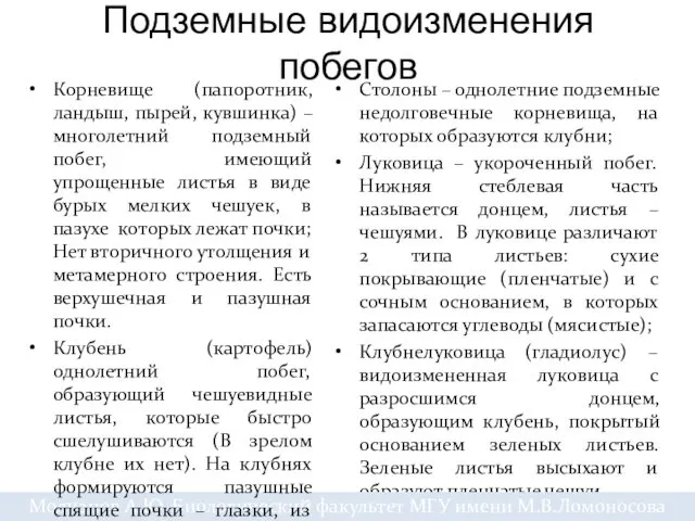 Столоны – однолетние подземные недолговечные корневища, на которых образуются клубни;