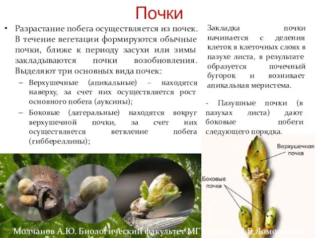 Разрастание побега осуществляется из почек. В течение вегетации формируются обычные почки, ближе к