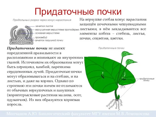 Придаточные почки На верхушке стебля конус нарастания защищён почечными чешуевидными