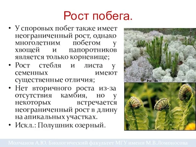 У споровых побег также имеет неограниченный рост, однако многолетним побегом у хвощей и