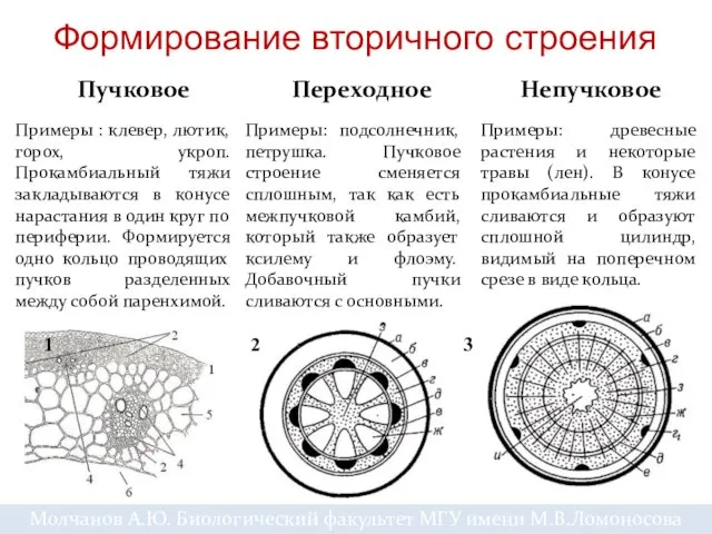 Формирование вторичного строения Пучковое Непучковое Переходное Молчанов А.Ю. Биологический факультет МГУ имени М.В.Ломоносова