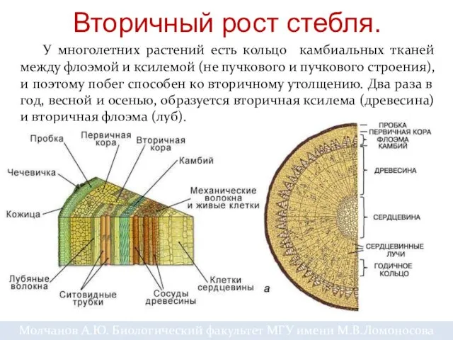 Вторичный рост стебля. У многолетних растений есть кольцо камбиальных тканей