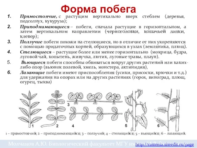 Форма побега Прямостоячие, с растущим вертикально вверх стеблем (деревья, подсолнух,