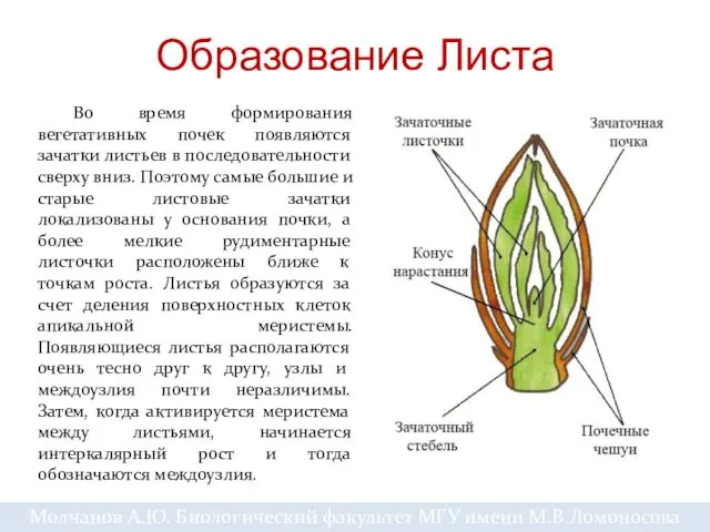 Образование Листа Во время формирования вегетативных почек появляются зачатки листьев