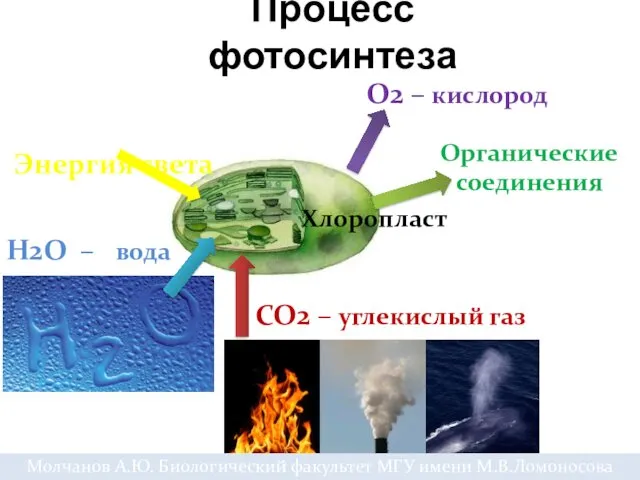 СО2 – углекислый газ Н2О – вода Энергия света Органические соединения О2 –
