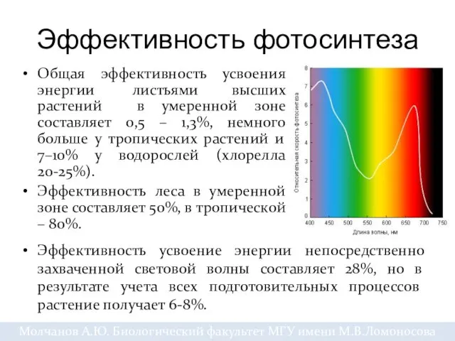 Эффективность фотосинтеза Общая эффективность усвоения энергии листьями высших растений в