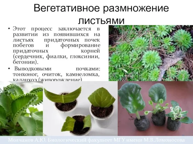Вегетативное размножение листьями Этот процесс заключается в развитии из появившихся на листьях придаточных