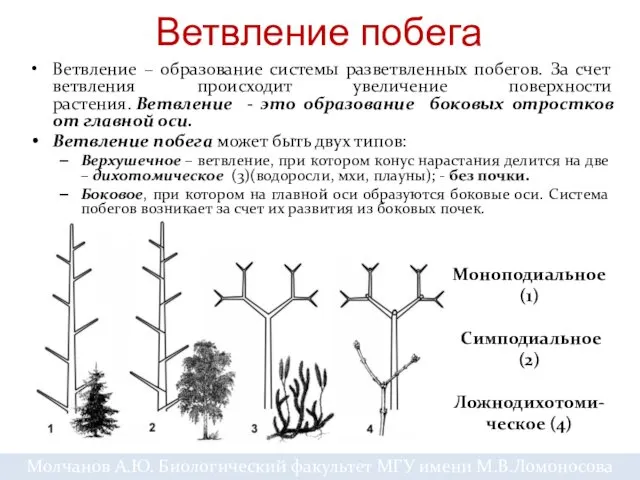 Ветвление побега Ветвление – образование системы разветвленных побегов. За счет ветвления происходит увеличение