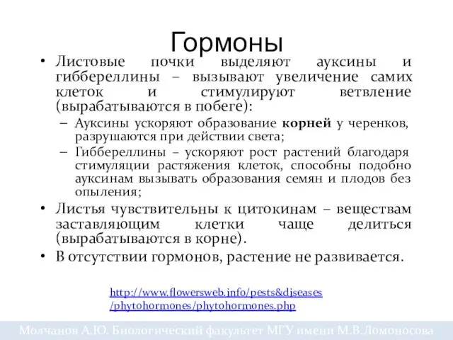 Гормоны Листовые почки выделяют ауксины и гиббереллины – вызывают увеличение самих клеток и