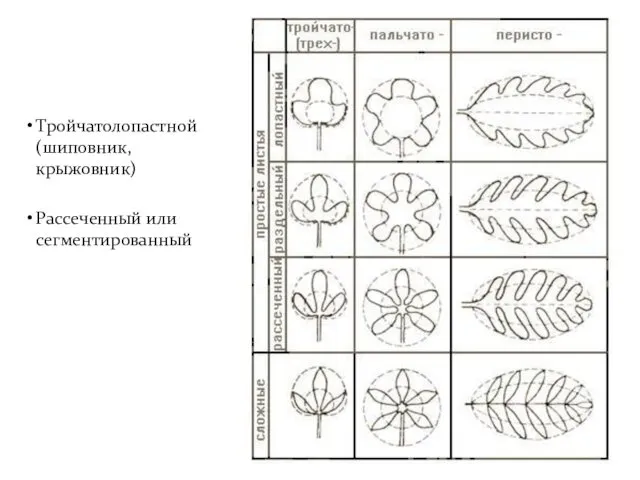 Тройчатолопастной (шиповник, крыжовник) Рассеченный или сегментированный