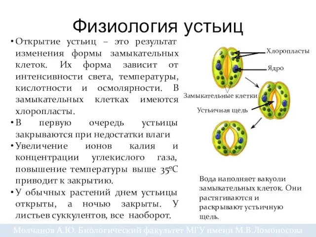 Физиология устьиц Молчанов А.Ю. Биологический факультет МГУ имени М.В.Ломоносова Открытие устьиц – это