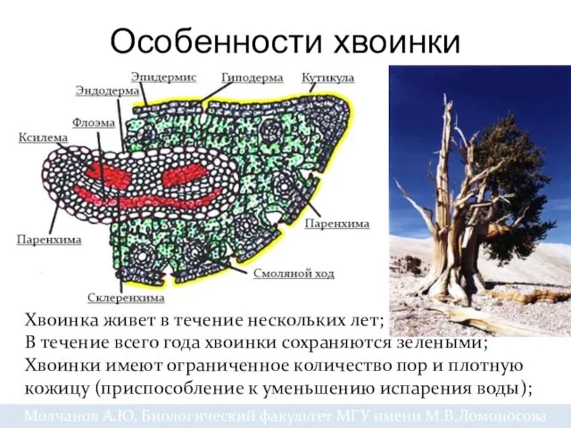 Особенности хвоинки Хвоинка живет в течение нескольких лет; В течение всего года хвоинки