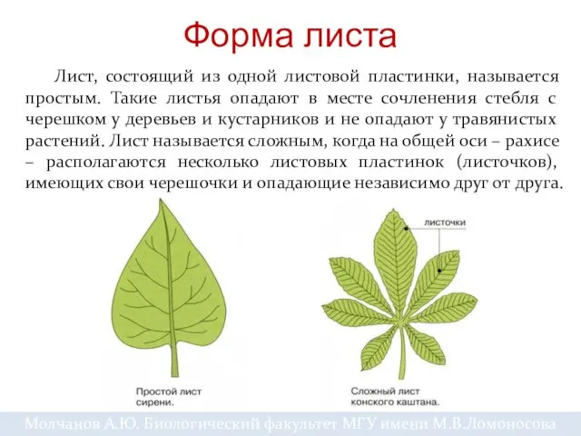 Форма листа Лист, состоящий из одной листовой пластинки, называется простым. Такие листья опадают