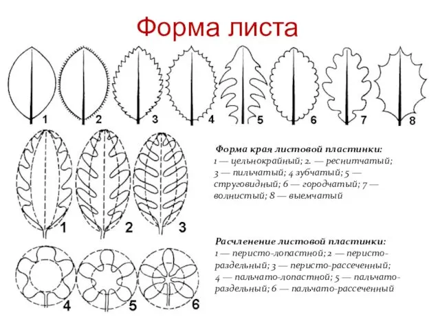 Форма края листовой пластинки: 1 — цельнокрайный; 2. — реснитчатый; 3 — пильчатый;