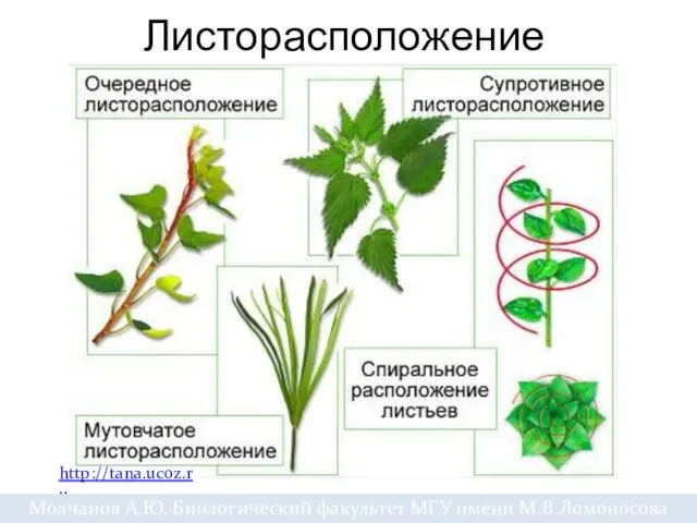 Листорасположение http://tana.ucoz.ru Молчанов А.Ю. Биологический факультет МГУ имени М.В.Ломоносова