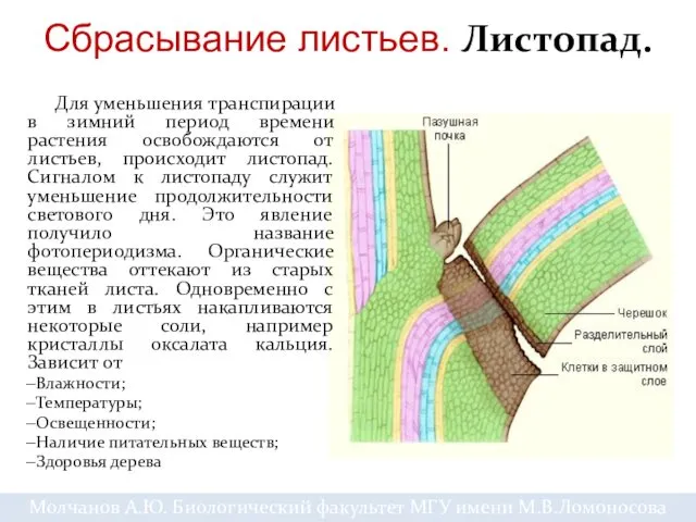 Сбрасывание листьев. Листопад. Для уменьшения транспирации в зимний период времени