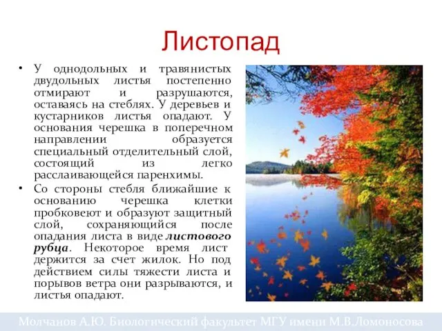 Листопад У однодольных и травянистых двудольных листья постепенно отмирают и