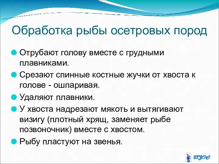 Обработка рыбы осетровых пород Отрубают голову вместе с грудными плавниками.