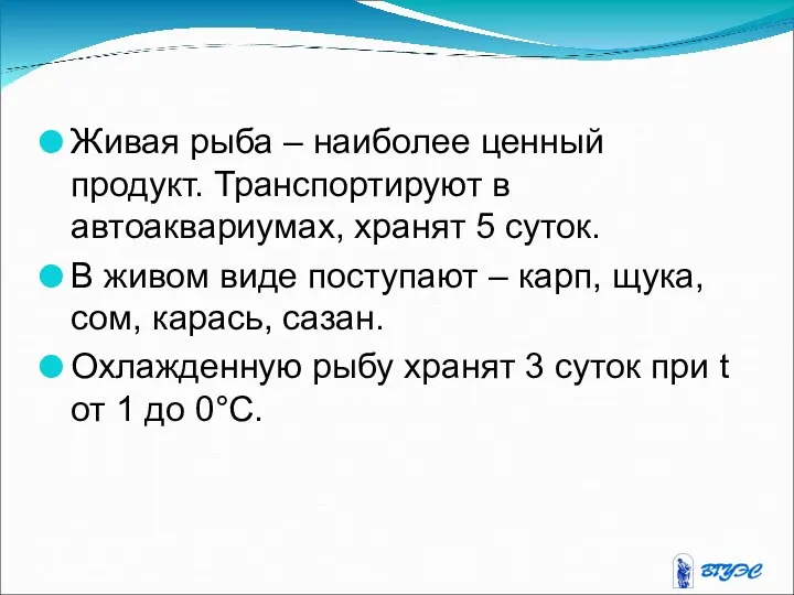 Живая рыба – наиболее ценный продукт. Транспортируют в автоаквариумах, хранят