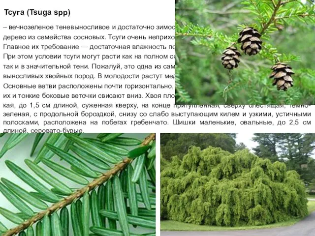 Тсуга (Tsuga spp) – вечнозеленое теневыносливое и достаточно зимостойкое дерево из семейства сосновых.