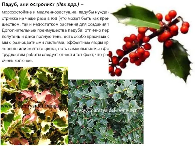 Падуб, или остролист (Ilex spp.) – морозостойкие и медленнорастущие, падубы нуждаются в стрижке