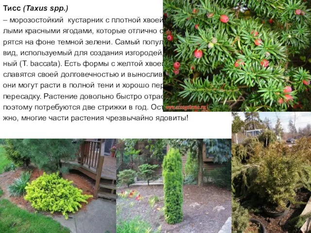 Тисс (Taxus spp.) – морозостойкий кустарник с плотной хвоей и круг- лыми красными