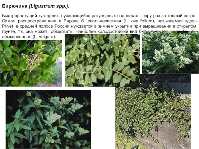 Бирючина (Ligustrum spp.). Быстрорастущий кустарник, нуждающийся регулярных подрезках - пару раз за теплый