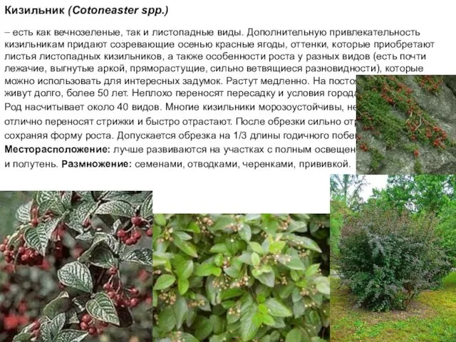 Кизильник (Cotoneaster spp.) – есть как вечнозеленые, так и листопадные виды. Дополнительную привлекательность