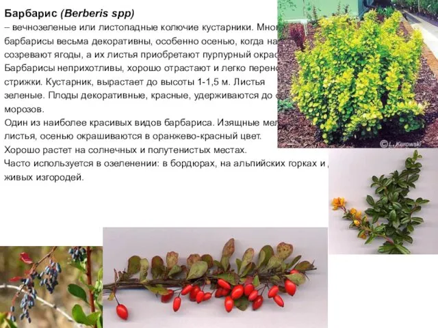 Барбарис (Berberis spp) – вечнозеленые или листопадные колючие кустарники. Многие барбарисы весьма декоративны,