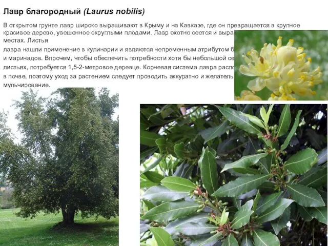 Лавр благородный (Laurus nobilis) В открытом грунте лавр широко выращивают в Крыму и