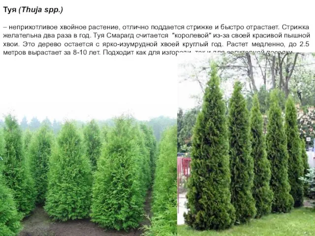 Туя (Thuja spp.) – неприхотливое хвойное растение, отлично поддается стрижке и быстро отрастает.