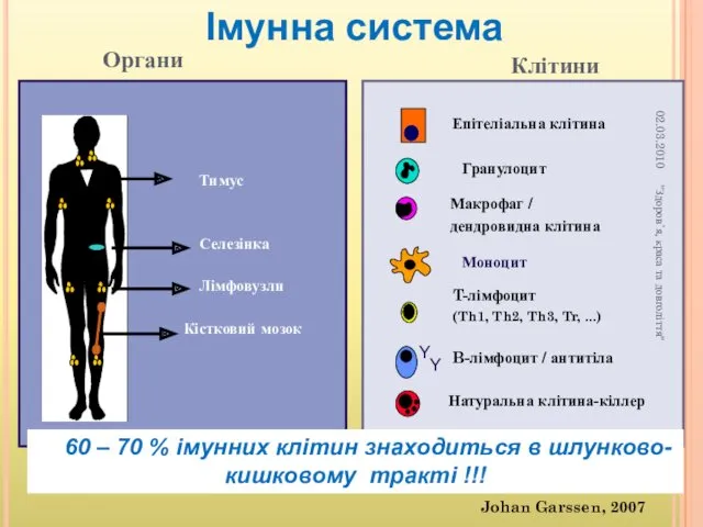 Кістковий мозок Лімфовузли Селезінка Тимус Y Y Гранулоцит Макрофаг /