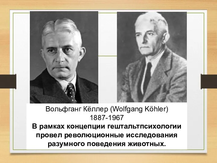 Вольфганг Кёллер (Wolfgang Köhler) 1887-1967 В рамках концепции гештальтпсихологии провел революционные исследования разумного поведения животных.